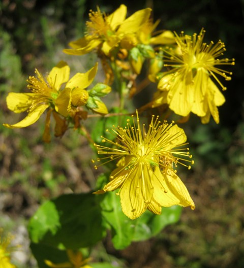 Hypericum perfoliatum