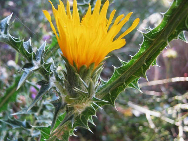 Scolymus grandiflorus / Cardogna maggiore