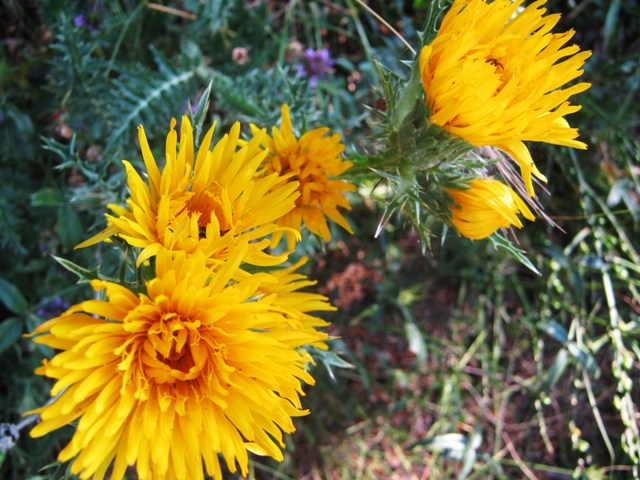 Scolymus grandiflorus / Cardogna maggiore