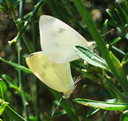 Farfalle