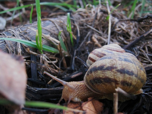 Cornu aspersum