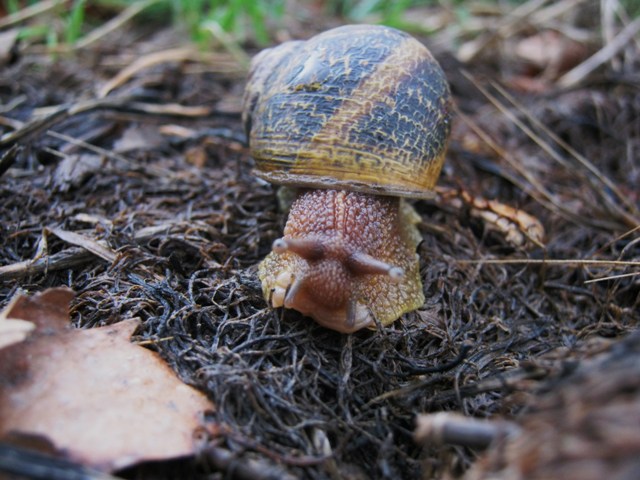 Cornu aspersum