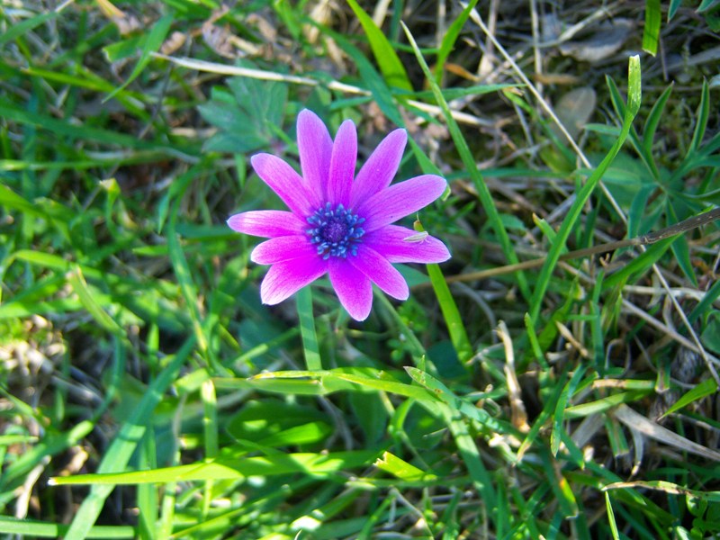 pianta 2 - Anemone hortensis