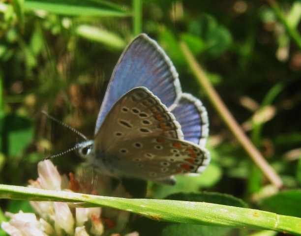 farfalla azzurrina