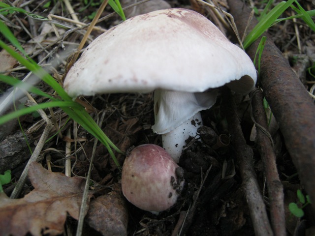 funghi bianchi