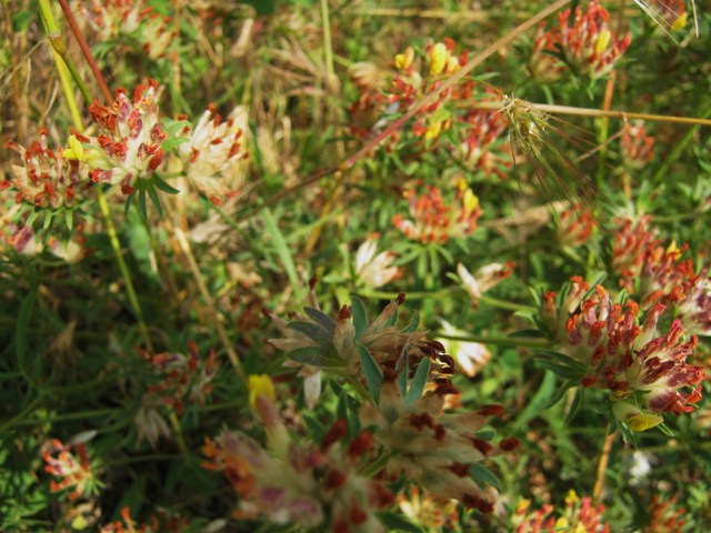 Anthyllis vulneraria