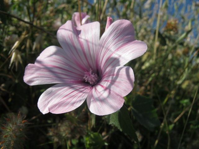 Malva trimestris