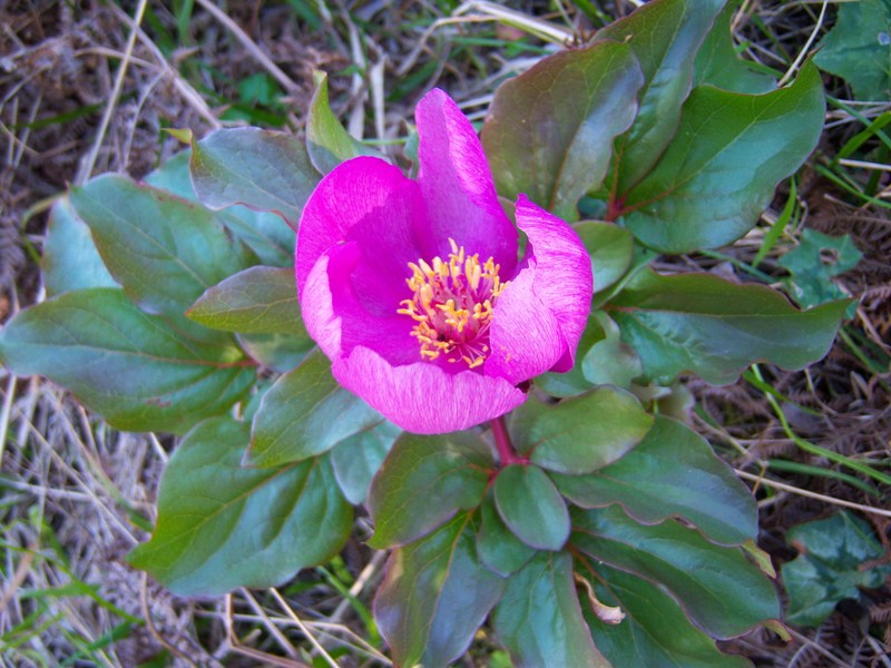 Paeonia mascula / Peonia maschio