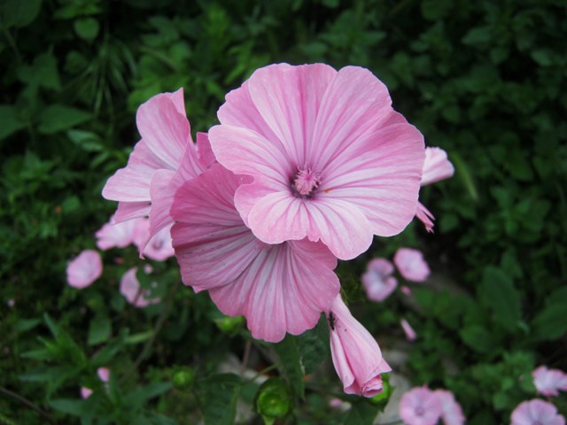 Malva trimestris