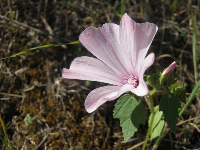 Malva trimestris