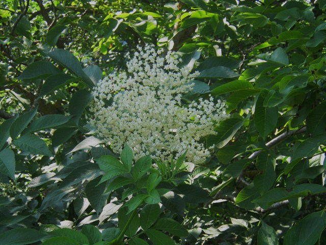 Sambucus nigra