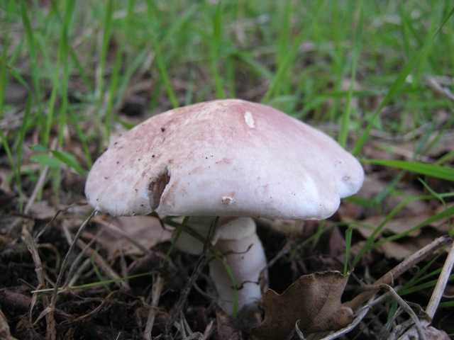 funghi bianchi