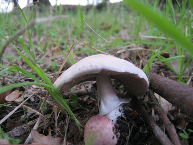 funghi bianchi