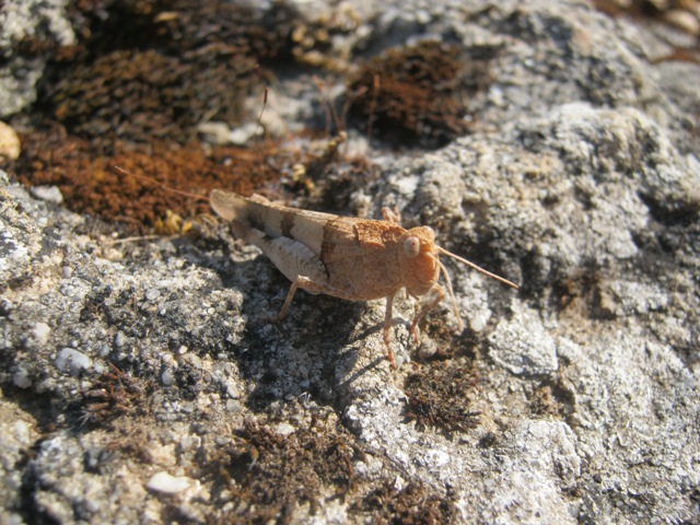 Oedipoda sp.