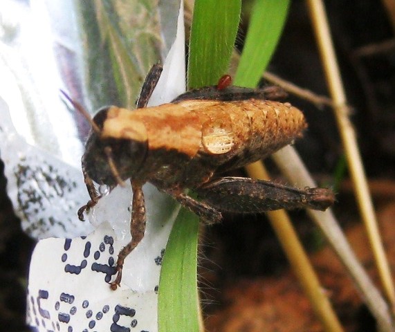 Acaro parassita su Acrididae