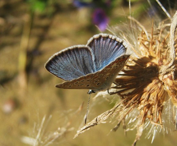 farfalla azzurrina