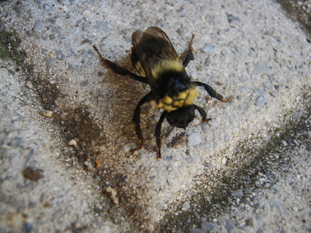 Bombus sp.