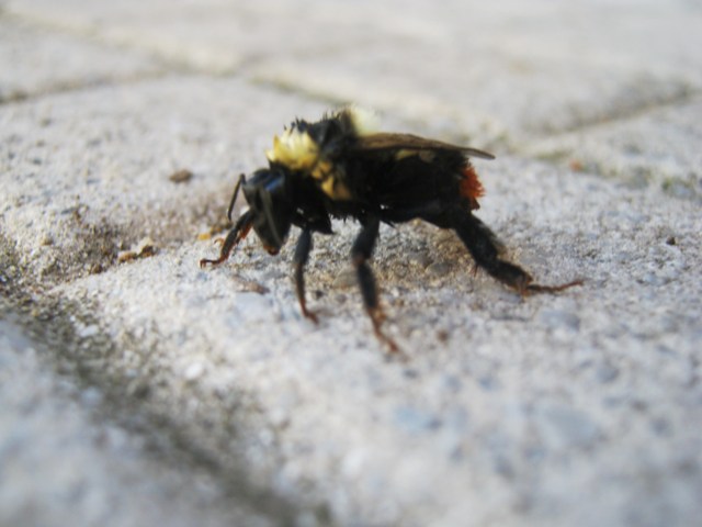 Bombus sp.