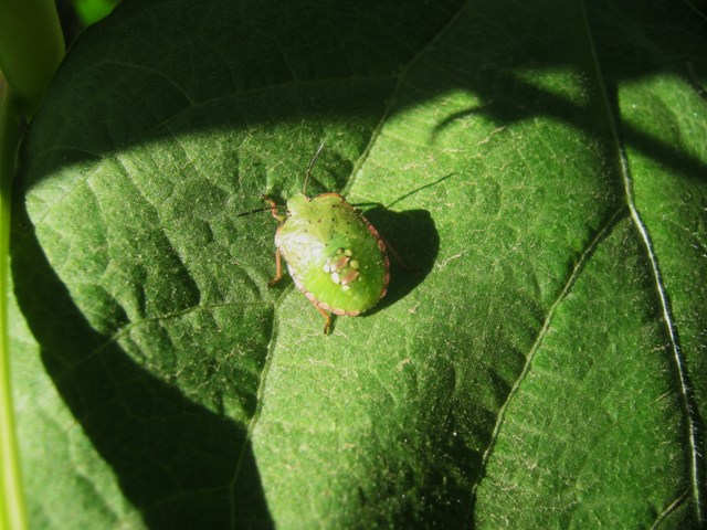 Nazara viridula