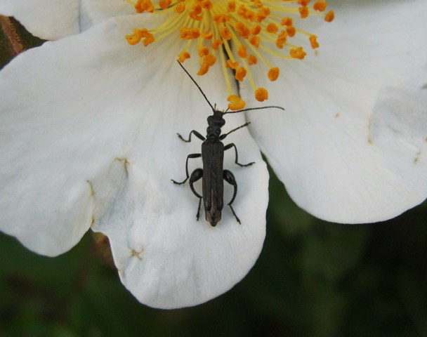 Oedemera sp.