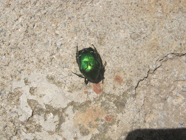 insetto verde: Cetonia aurata sicula