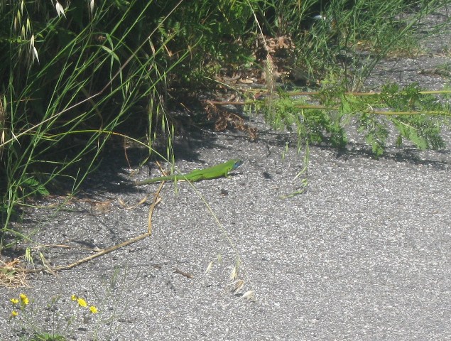 lucertolona verde azzurra   (Lacerta bilineata)