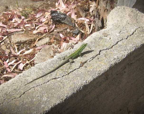 lucertola da identif.