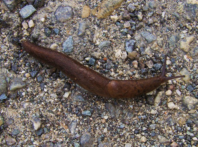 Limax dei Nebrodi (Sicilia)