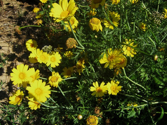 sembrano... margheritine gialle -  Glebionis coronoria