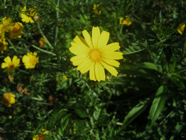 sembrano... margheritine gialle -  Glebionis coronoria