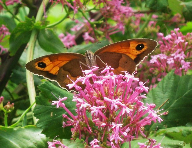 Farfalla arancione e marroncina