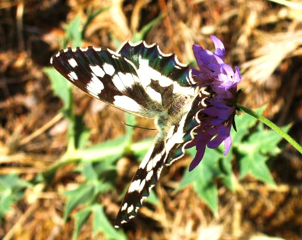 Farfalle