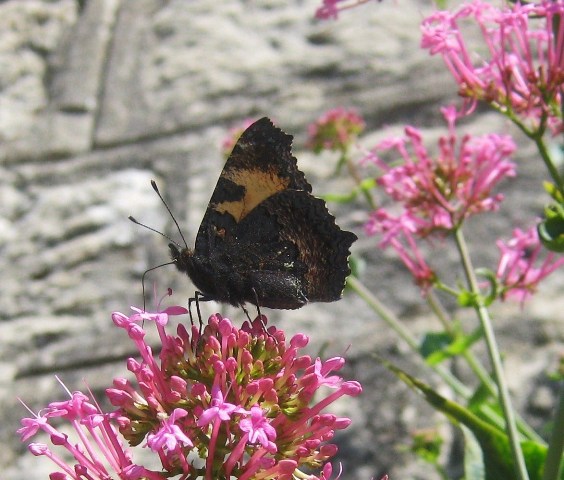 Vanessa???? - Aglais urticae