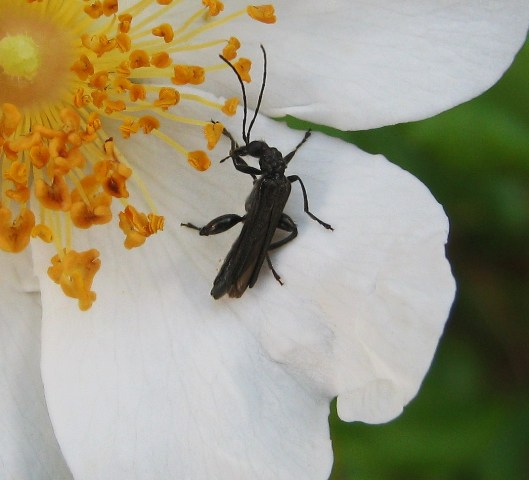 Oedemera sp.