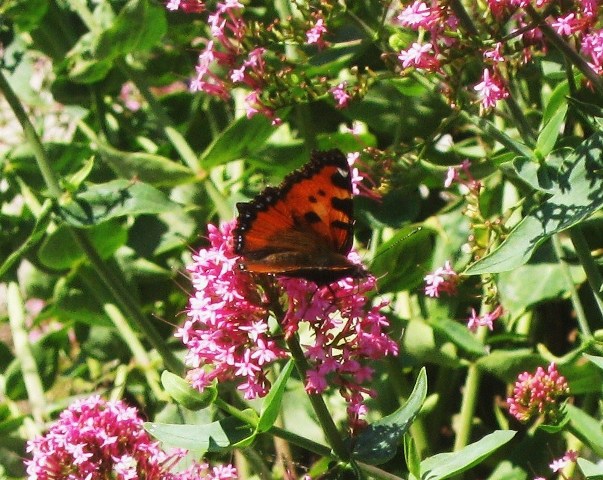 Vanessa???? - Aglais urticae