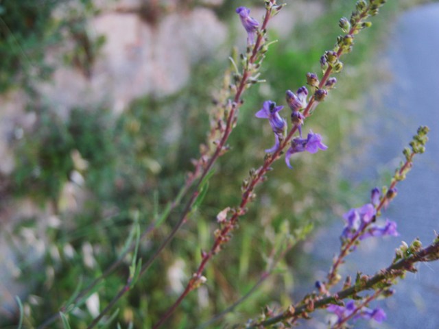 Linaria purpurea