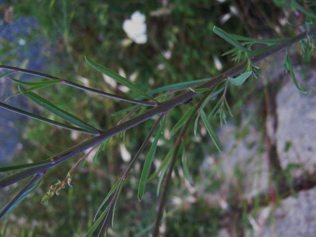 Linaria purpurea