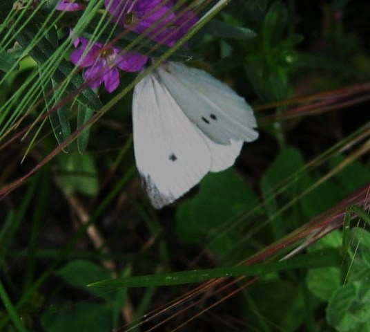 pieris... ma quale?