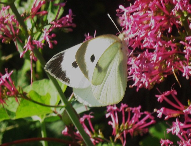 pieris... ma quale?