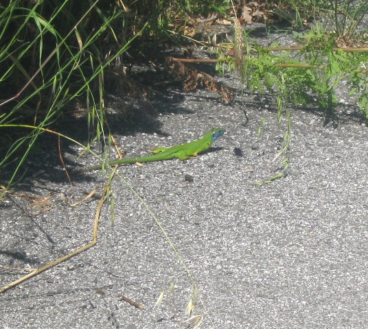 lucertolona verde azzurra   (Lacerta bilineata)