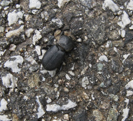 Pentodon sp.