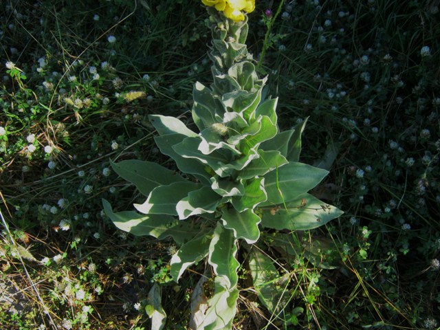 pianta da determ. 4 - Verbascum cfr. thapsus