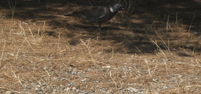 Identif uccello. Tortora forse???