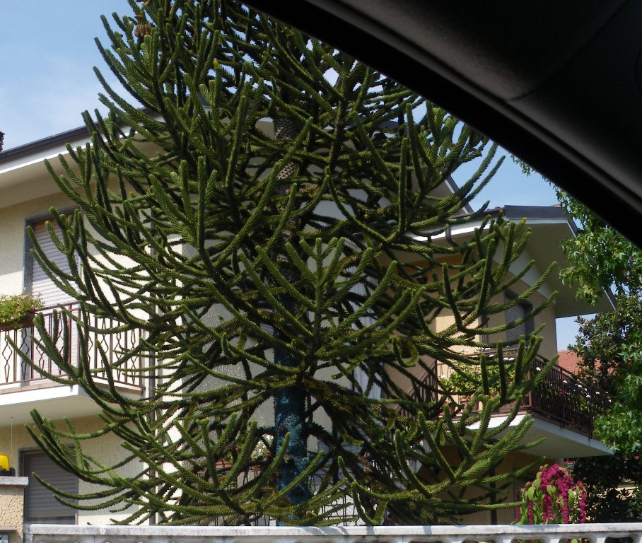 Domanda su albero strano - Araucaria araucana