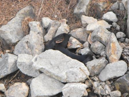 identificazione (Vipera berus melanica)