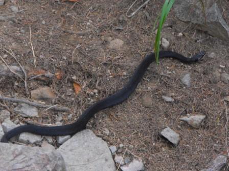 identificazione (Vipera berus melanica)