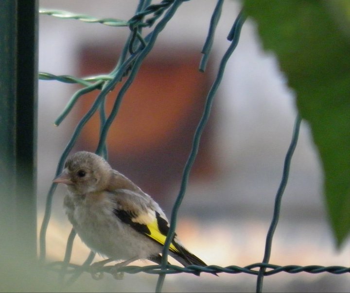 Carduelis carduelis sui limoni e girasoli