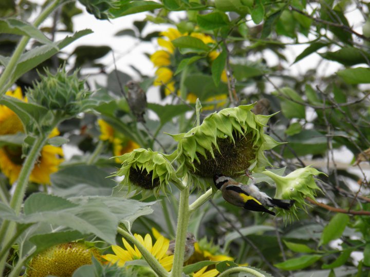 Carduelis carduelis sui limoni e girasoli