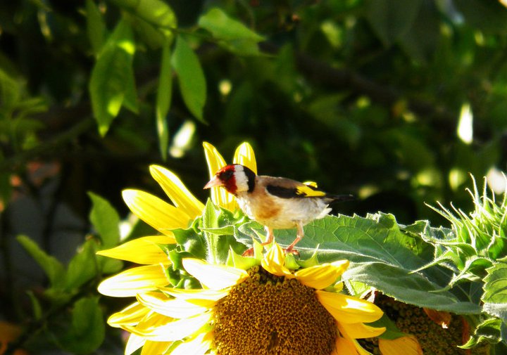 Carduelis carduelis sui limoni e girasoli