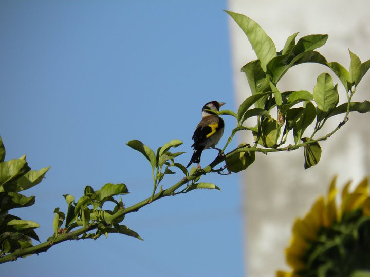 Carduelis carduelis sui limoni e girasoli